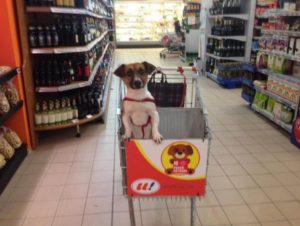 dog supermarket