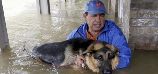 flooding rescue