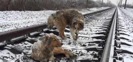 dog train snow