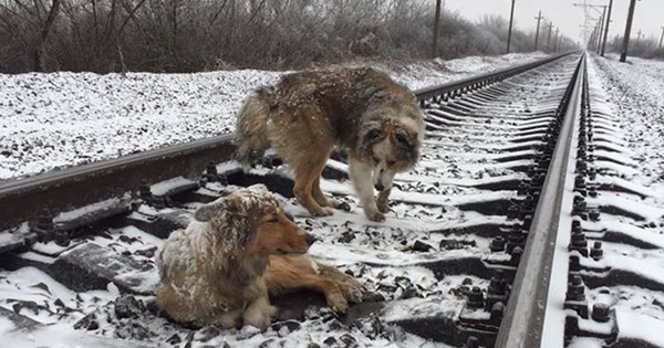 dog train snow