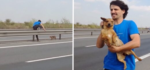 vet rescues dog highway