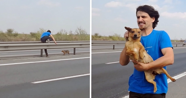 vet rescues dog highway