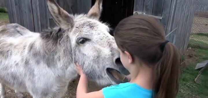 donkey reunion young girl