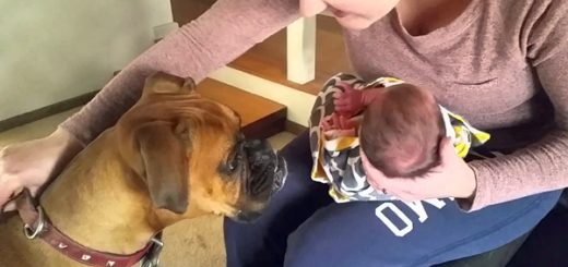 dog newborn