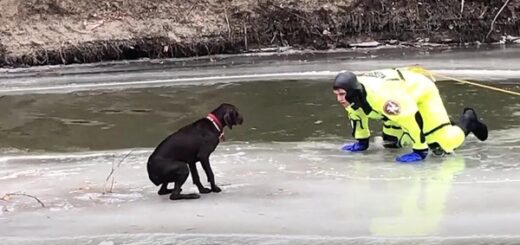 dog ice water