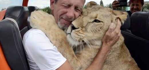 lion hug tourist