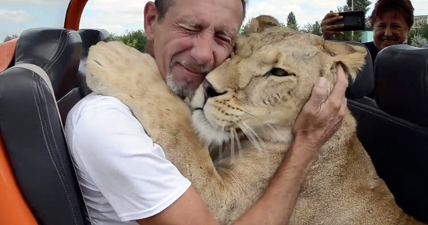 lion hug tourist