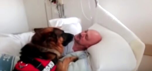 dog visit hospital