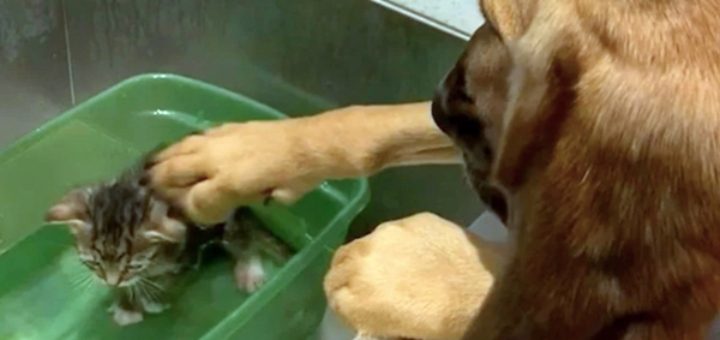 dog comforts cat on bath