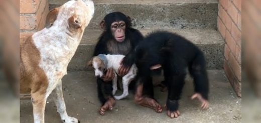 dog helped by chimps
