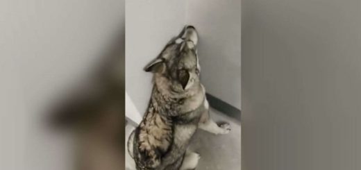 dog husky doesn't want to take the stairs