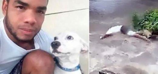 dog owner jumped into raging river