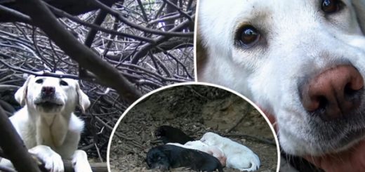 abandonned mother dog labrador puppies