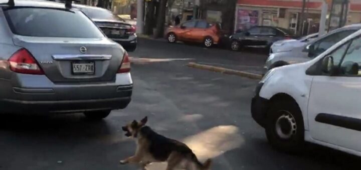abandoned dog run after car