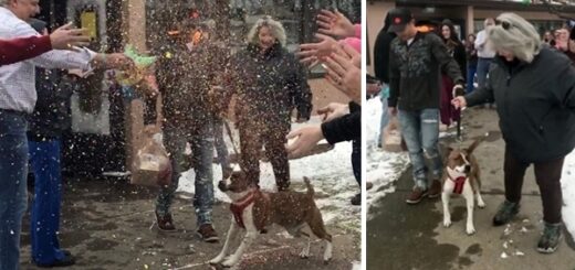 After 500 Days In A Shelter Dog Has A Home for Christmas