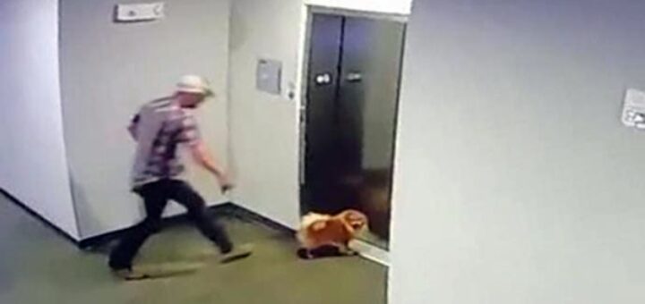 man saves dog elevator