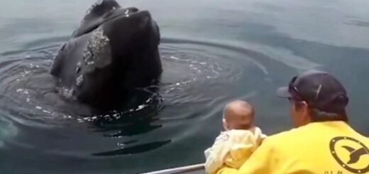 whale plays baby