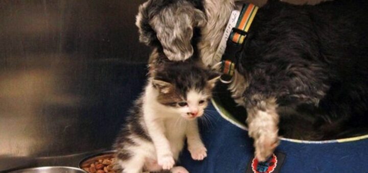 dog brings kitten home