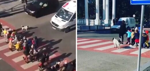 dog protects children crossing road