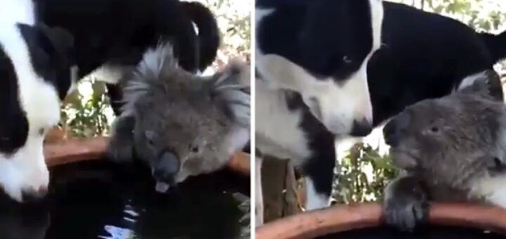 koala dog water