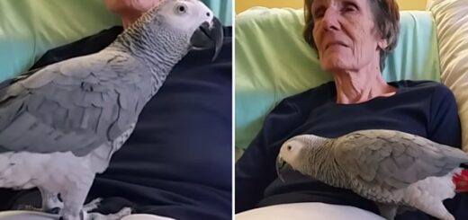 parrot say final goodbye