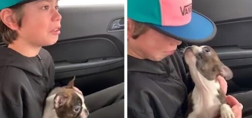 Boy Surprised With Birthday Puppy