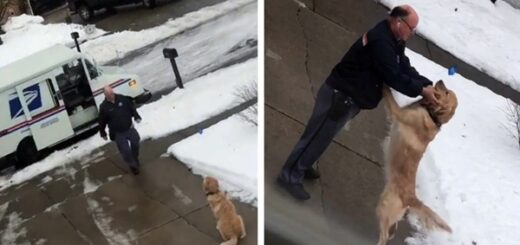 dog waits postman everyday