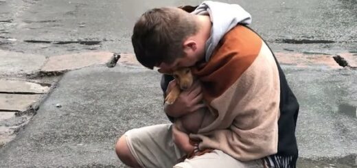 stray dog saved street