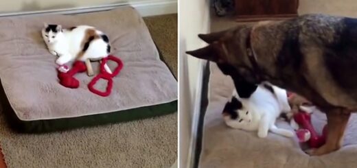 dog tries to reclaim his bed