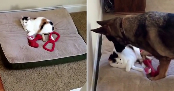 dog tries to reclaim his bed