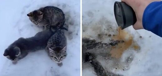 man saves 3 cats with coffee