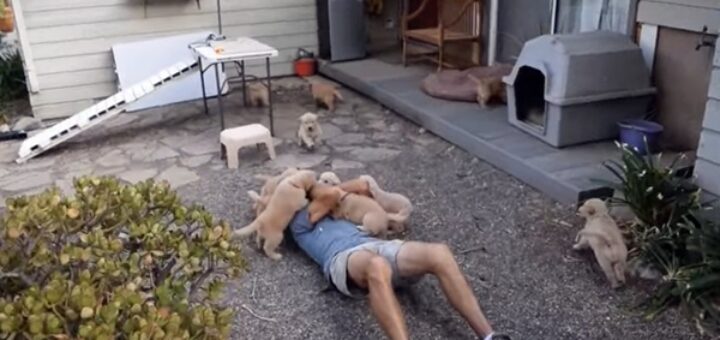 golden retriever puppy attack