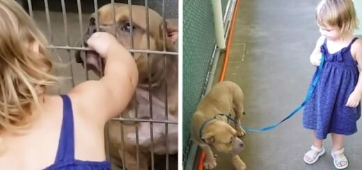 little girl adopts dog pitbull