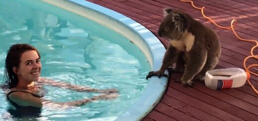 koala pool