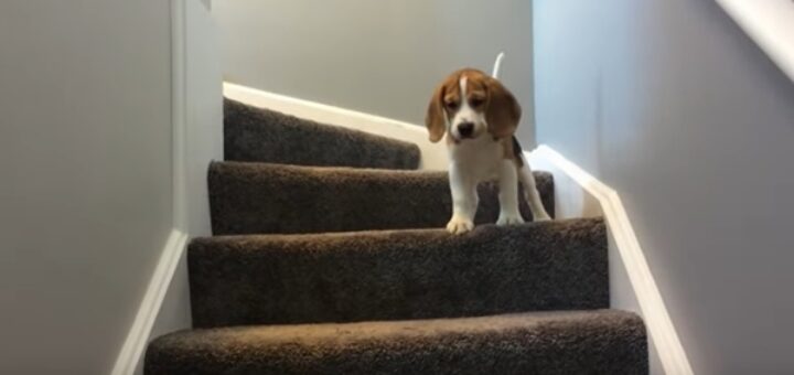 dog beagle stairs