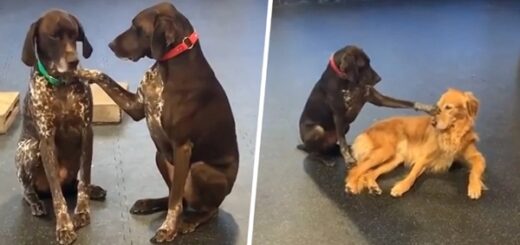 dog loves petting other dogs