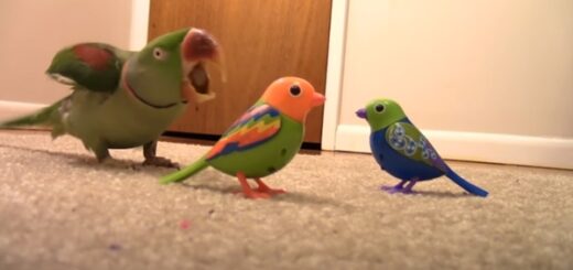 parrot bird toys