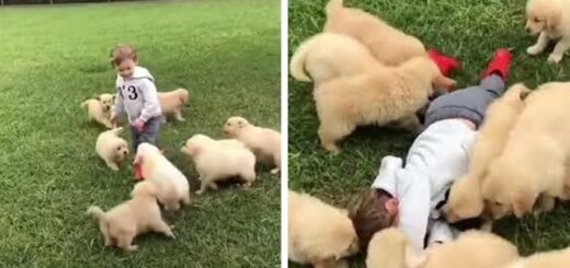 puppies Cuteness Attack on Toddler