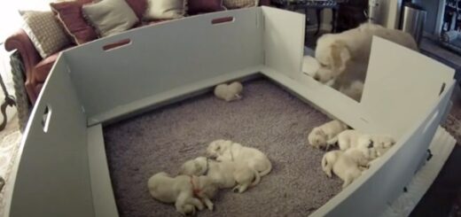 mother golden retriever puppy crying