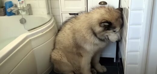 dog refuses bath