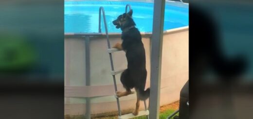 dog german shepherd stairs pool
