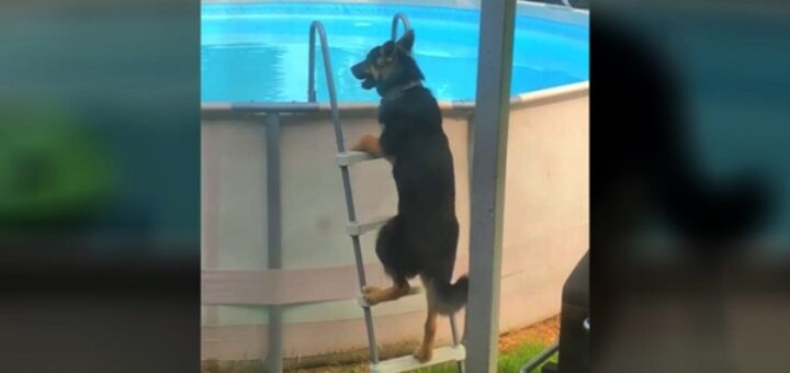 dog german shepherd stairs pool