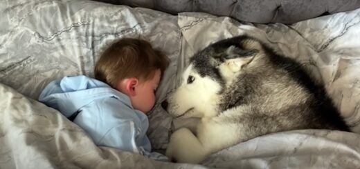 dog husky asleep with baby