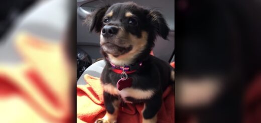 Puppy throws cutest tantrum car