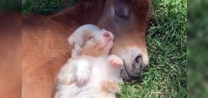 puppy foal sleeping