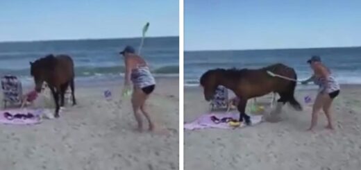 Woman smacks wild horse with shovel