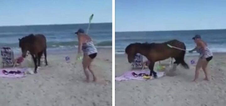 Woman smacks wild horse with shovel