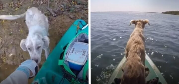 Starving dog deserted island