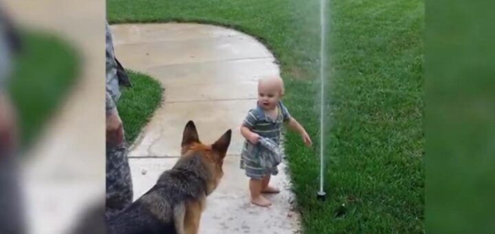 dog german shepherd sprinkler