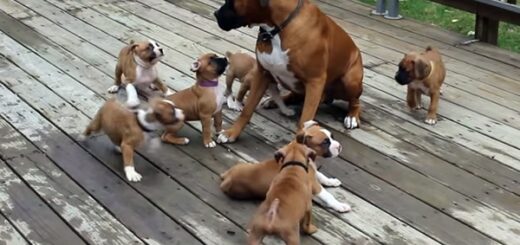 dog boxer plays puppies reno